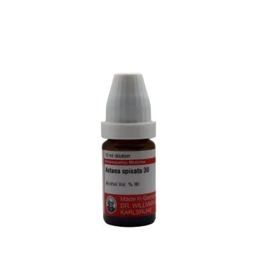 Actea Spicata 10ml homeopathic dilutions and mother tincture bottle or pack on white background