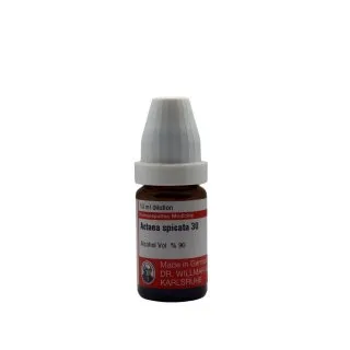 Actea Spicata 10ml homeopathic dilutions and mother tincture bottle or pack on white background